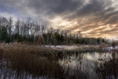 Winter Marsh