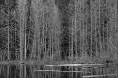 Whyte Lake
