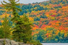 Nature's Palette