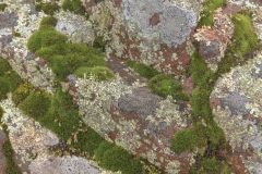 Lichen and Moss