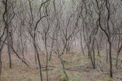 The Twisted Forest