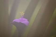 Through the Mist
