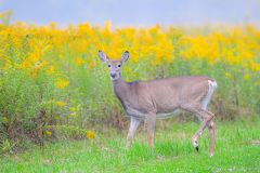 White Tailed Deer