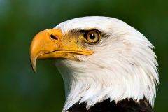 Bald Eagle Detail