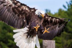 Bald Eagle Landing