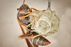 Dark Paper Wasp