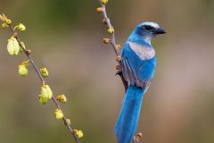 Florida Scrub Jay