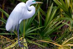 Great Egret