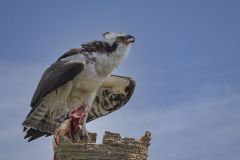 Osprey