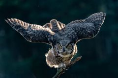 Great Horned Owl