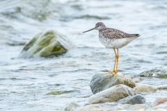 Long Billed Dowitcher