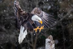 Bald Eagle
