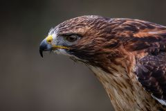 Red Tailed Hawk