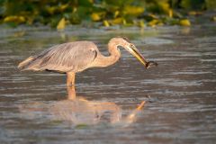 Great Blue Heron with Fish