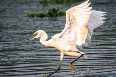 Little Egret with Catch
