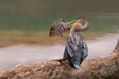 Anhinga Spears Tilapia