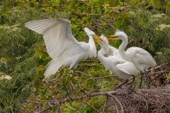 Egret Males in Combat
