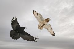 Raven Attacks Short Eared Owl