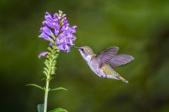 Ruby Throated Hummingbird