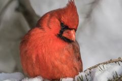 Male Cardinal at Cranberry Marsh