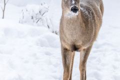 White Tailed Deer at Cranberry Marsh
