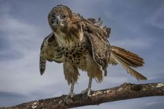 Red Tailed Hawk Preening