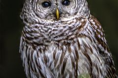 Barred Owl