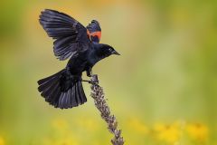Red-Winged Blackbird in the Meadow