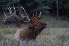 Bull Elk Bugling