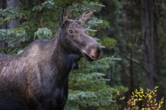 Cow Moose in the Rain