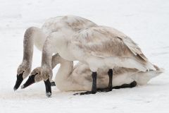 Trumpeter Juveniles