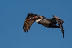 Brown Pelican
