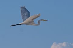 Great White Egret