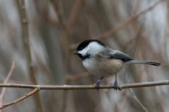 Black Capped Chickadee