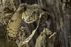 Eurasian Eagle Owl