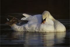 Mute Swan