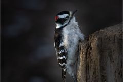 Downy Woodpecker