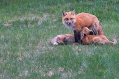 Female Fox with Kits