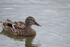 Female Northern Shoveler