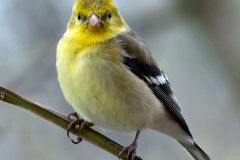 Goldfinch