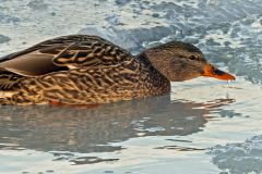 Mallard Duck Drinking
