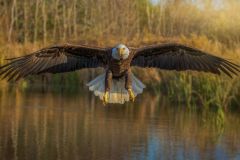 American Eagle
