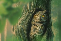 Great Horned Owls in Tree