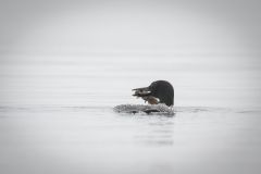 Common Loon with Fish