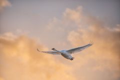 Trumpeter Swan