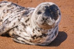 Seal Pup