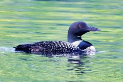 Common Loon