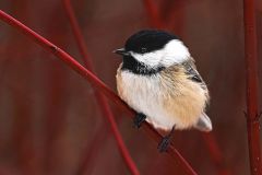 Chickadee on Dogwood