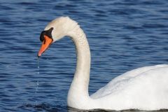 Swan Song