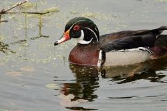 Wood Duck in the Marsh